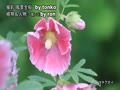 若草の髪飾り☆初夏の北海道☆Cover tonko&ron.mp4