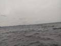 壱岐島沖のイルカ